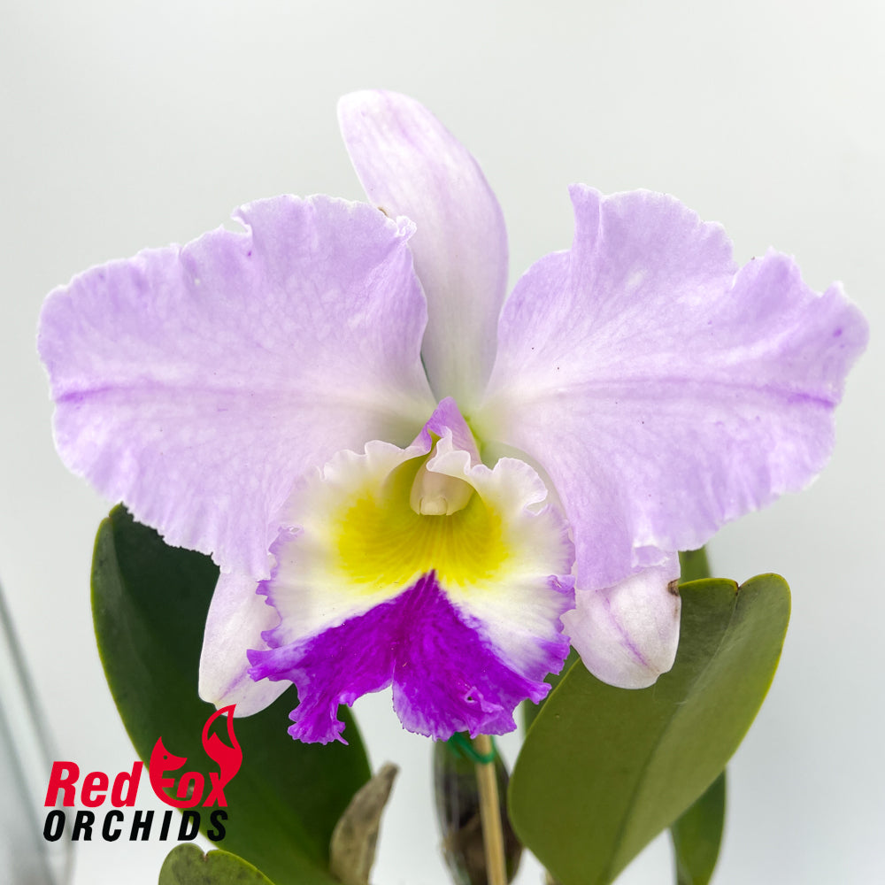 Laeliocattleya Stephen Oliver Fouraker x Brassolaeliocattleya QOS 80th Anniversary