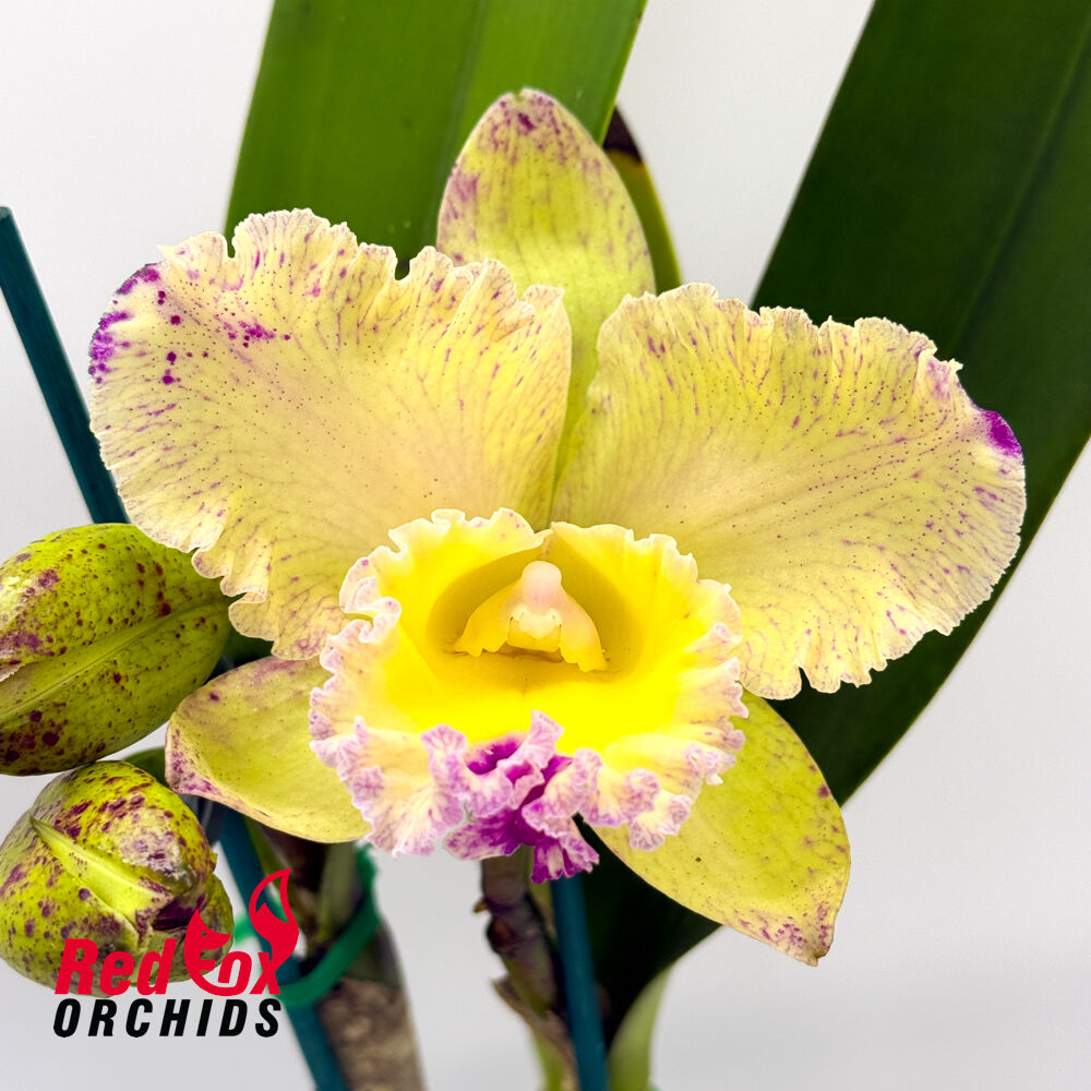 Brassolaeliocattleya Glenn Maidment 'Southern Cross' X Blc. Deception Kokoda