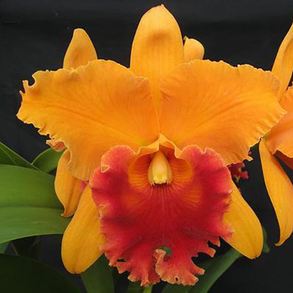 Brassolaeliocattleya Linda Fisk 'Casey'