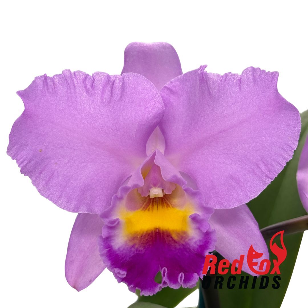 Laeliocattleya Angel Heart X C. Horace