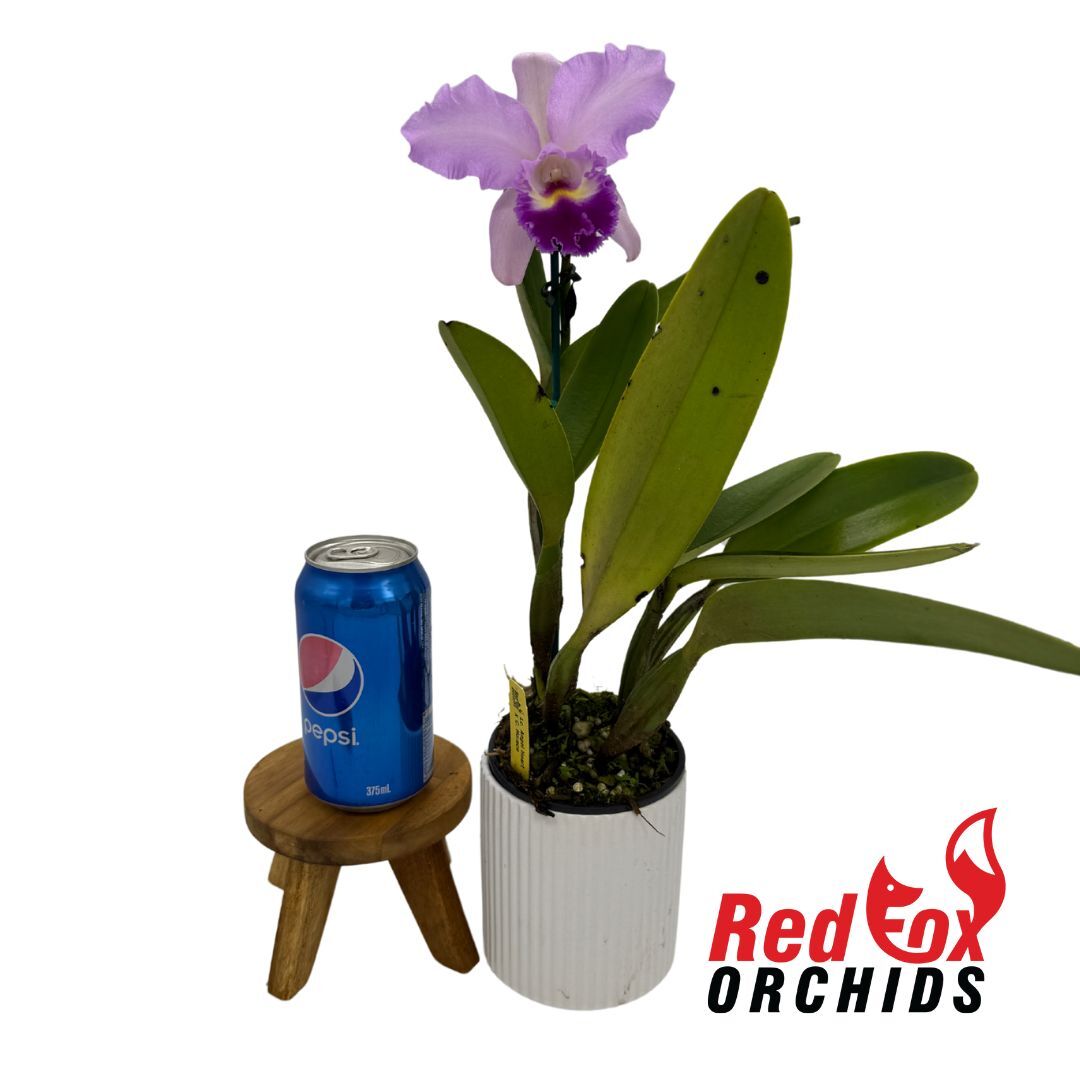 Laeliocattleya Angel Heart X C. Horace