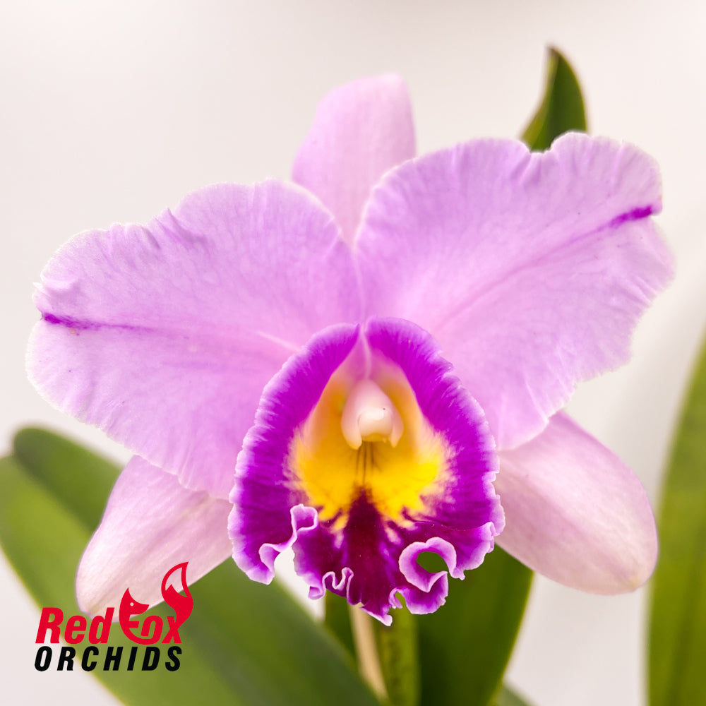 Brassolaeliocattleya Topaz Impact X Blc. (Mari's Song X Dal's Monarch) 'Big Hot Splash'