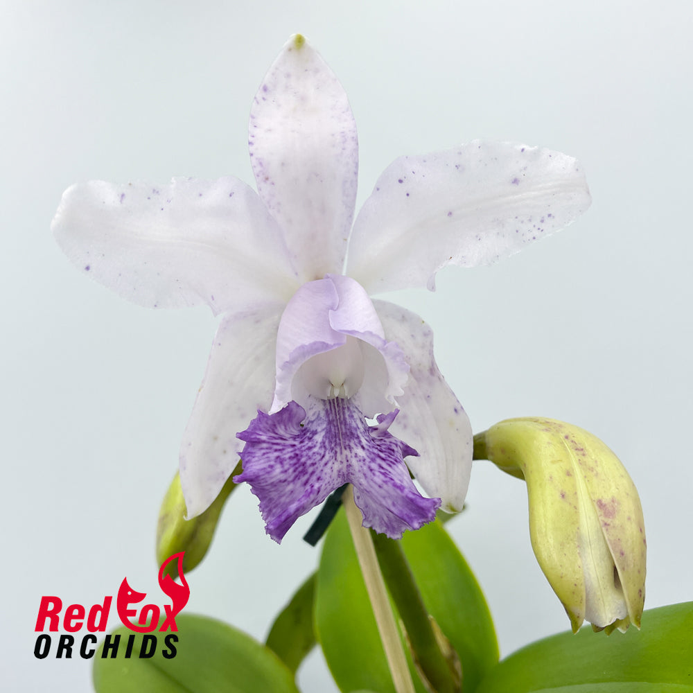 Cattleya intermedia (4n) 'Big & Fat' X C. Betsy's Azure Sea 'Carriage'