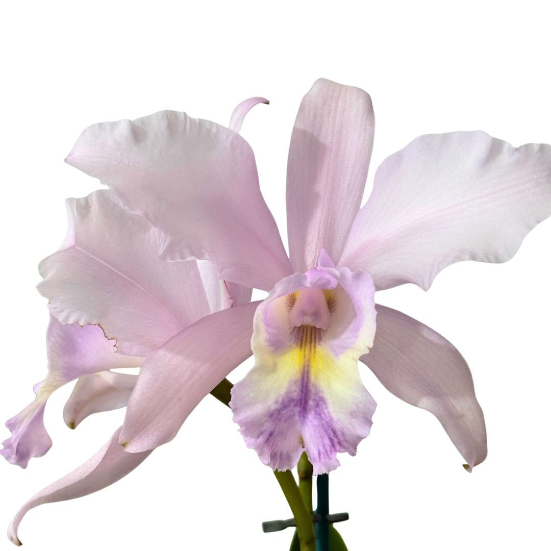 Cattlianthe Night Sky X Schom. undulata