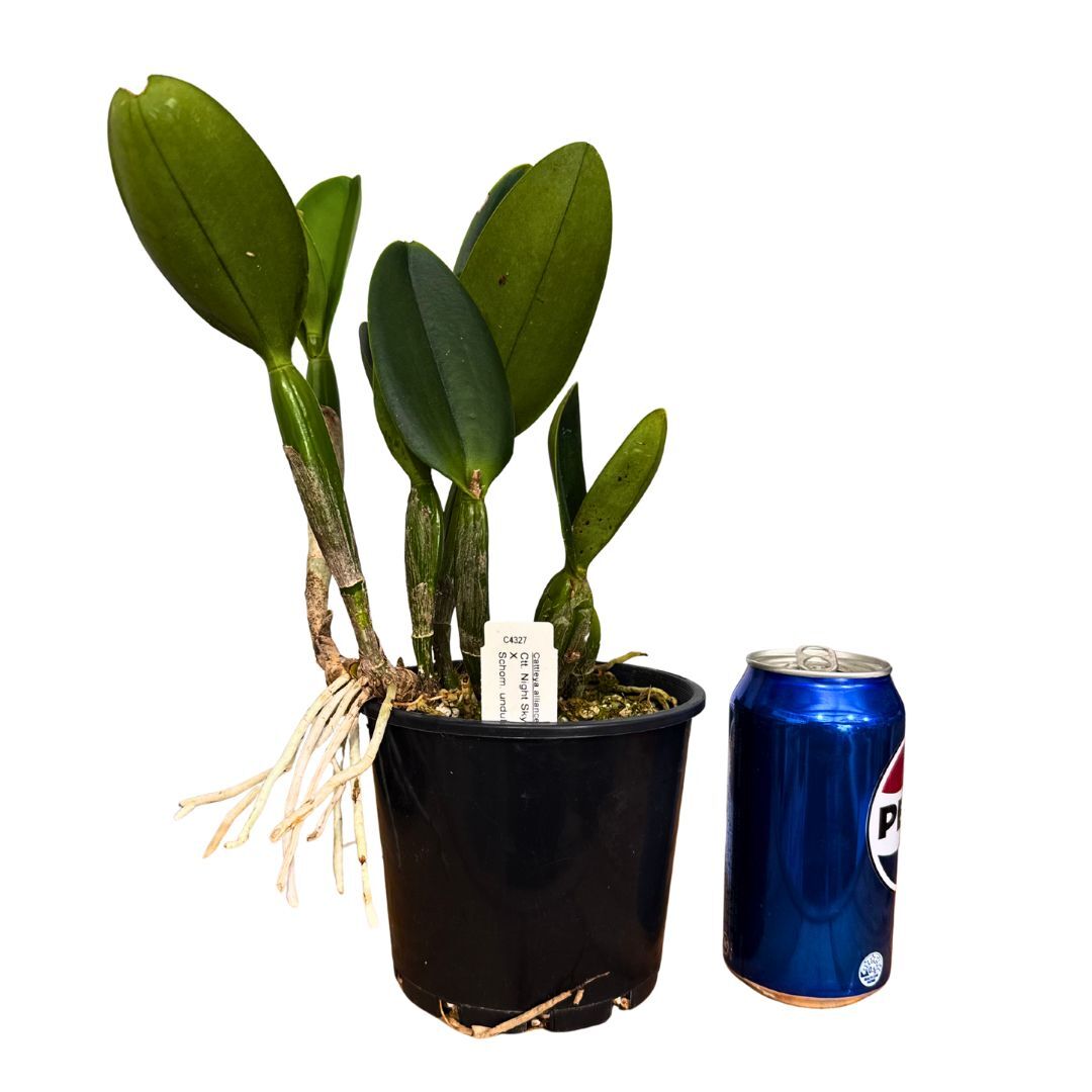Cattlianthe Night Sky X Schom. undulata