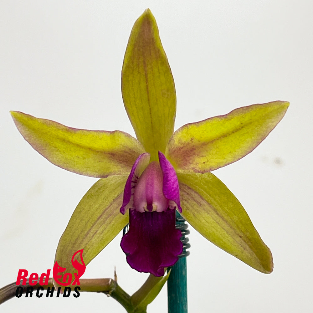 Cattlianthe Night Sky X Schom. undulata 'Dark & Shiny'