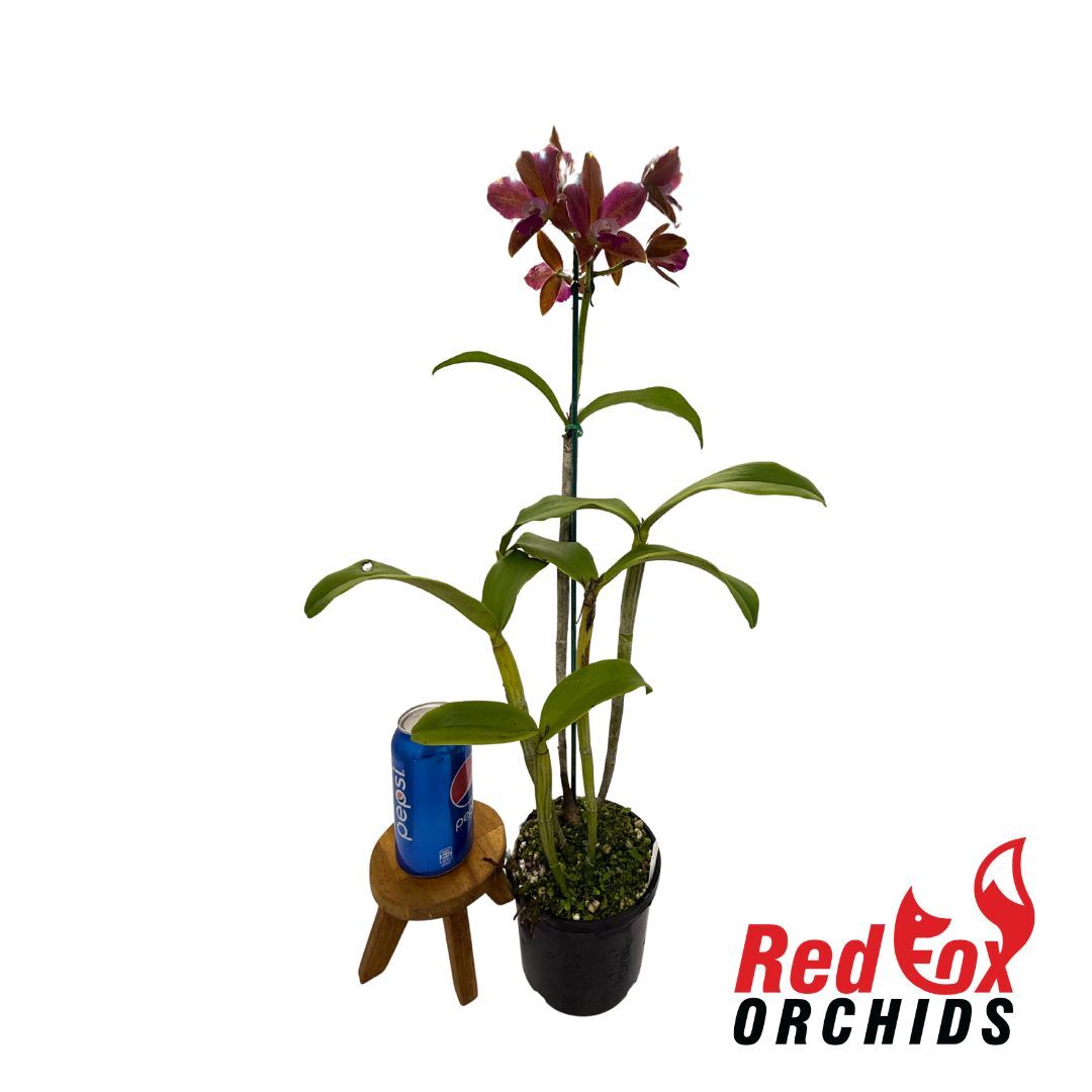 Laeliocattleya Jungle Queen X C. Chocolate Drop 'Garcia' (4n)
