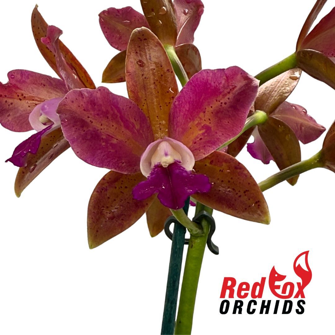 Laeliocattleya Jungle Queen X C. Chocolate Drop 'Garcia' (4n)