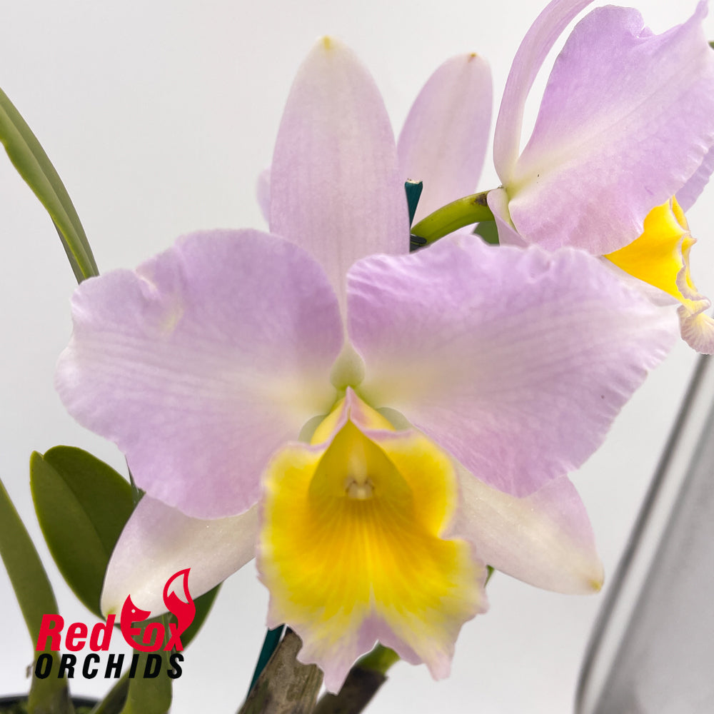 Brassolaeliocattleya QOS 80th Anniversary 'Super SA Splash Pot' X Pot. (Love Call X California Girl)