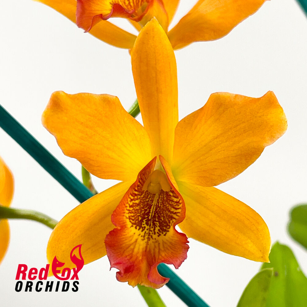 Sophrolaeliocattleya Highland Bauble 'Yellow' x Topaz Exalt 'Perfect Yellow'