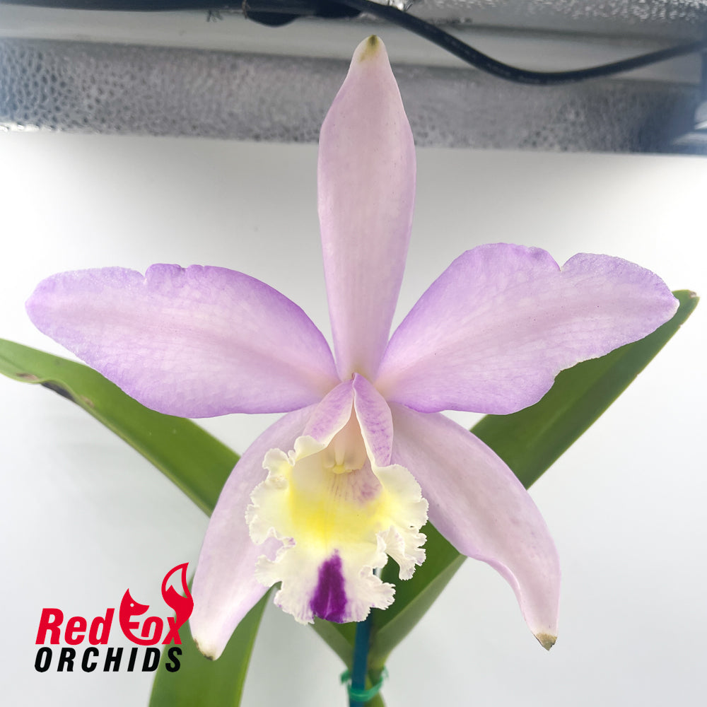 Cattleya intermedia 814 'Giant Splash' X Blc. Deception Kokoda