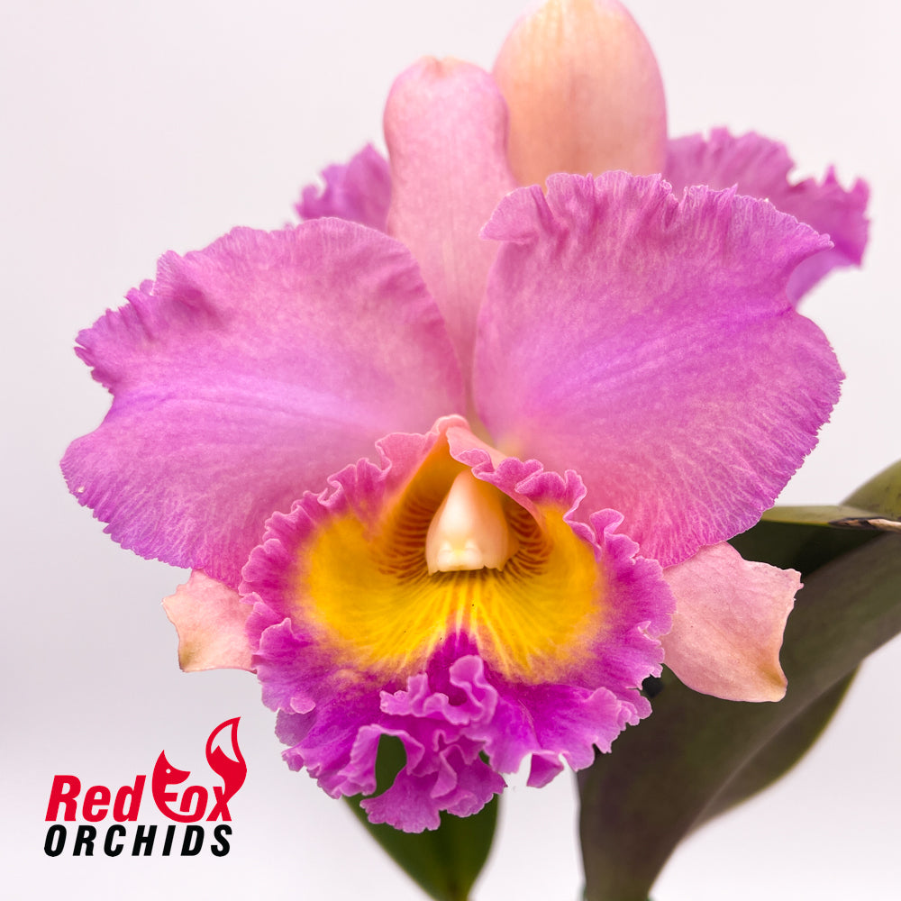 Brassolaeliocattleya Dream Trader 'Uranus' X Blc. Burdekin Lightning 'Gold Strike'