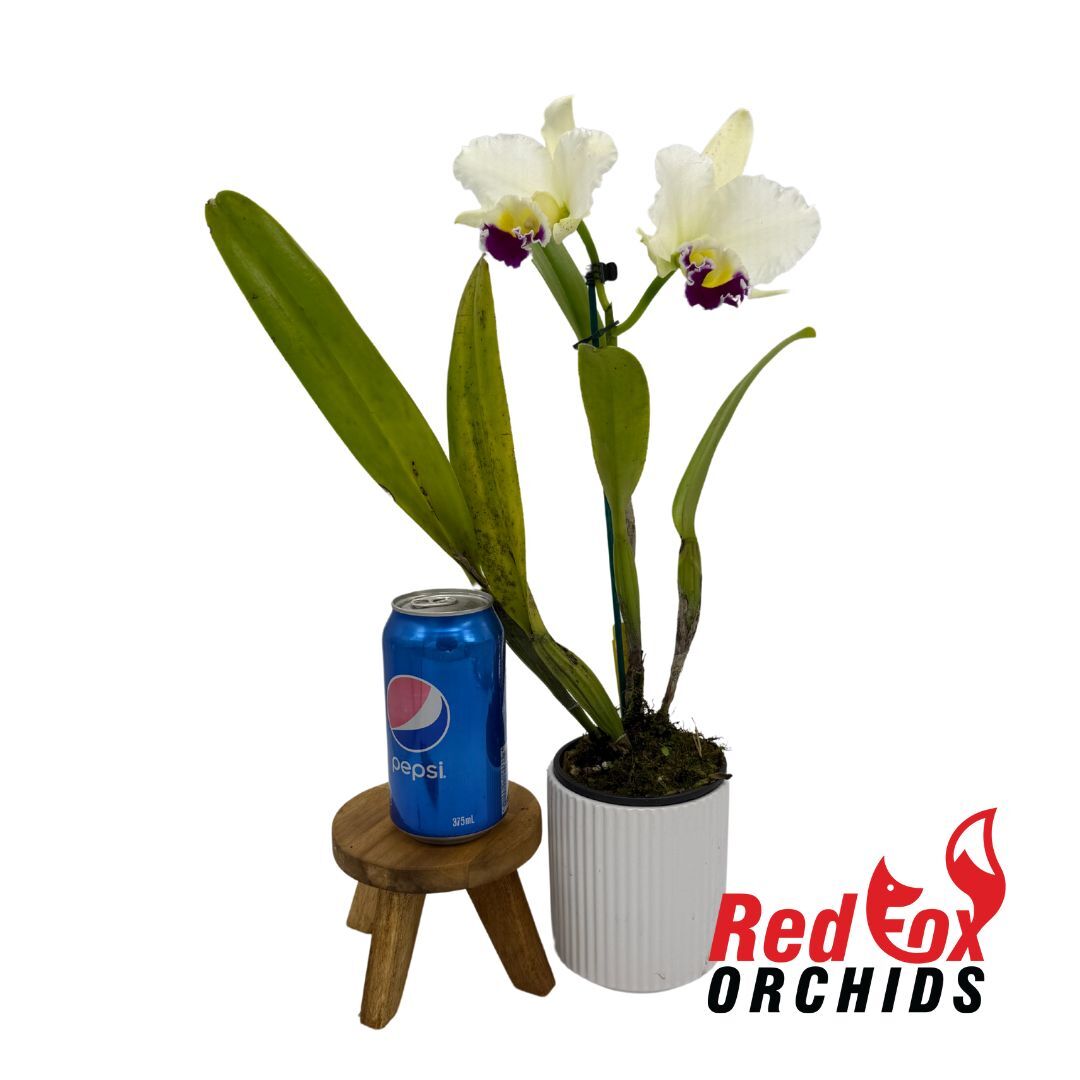 Laeliocattleya Stephen Oliver Fouraker X Blc. George King 'Southern Cross'