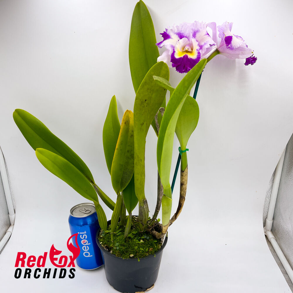 Brassolaeliocattleya Glenn Maidment 'Southern Cross' x QOS 80th Anniversary 'Super Splash'