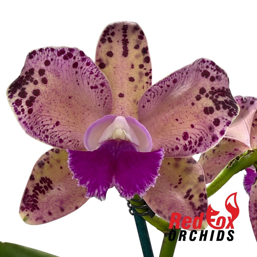 Laeliocattleya Jungle Queen X Yam. (Jungle Queen X Topaz Gloss)