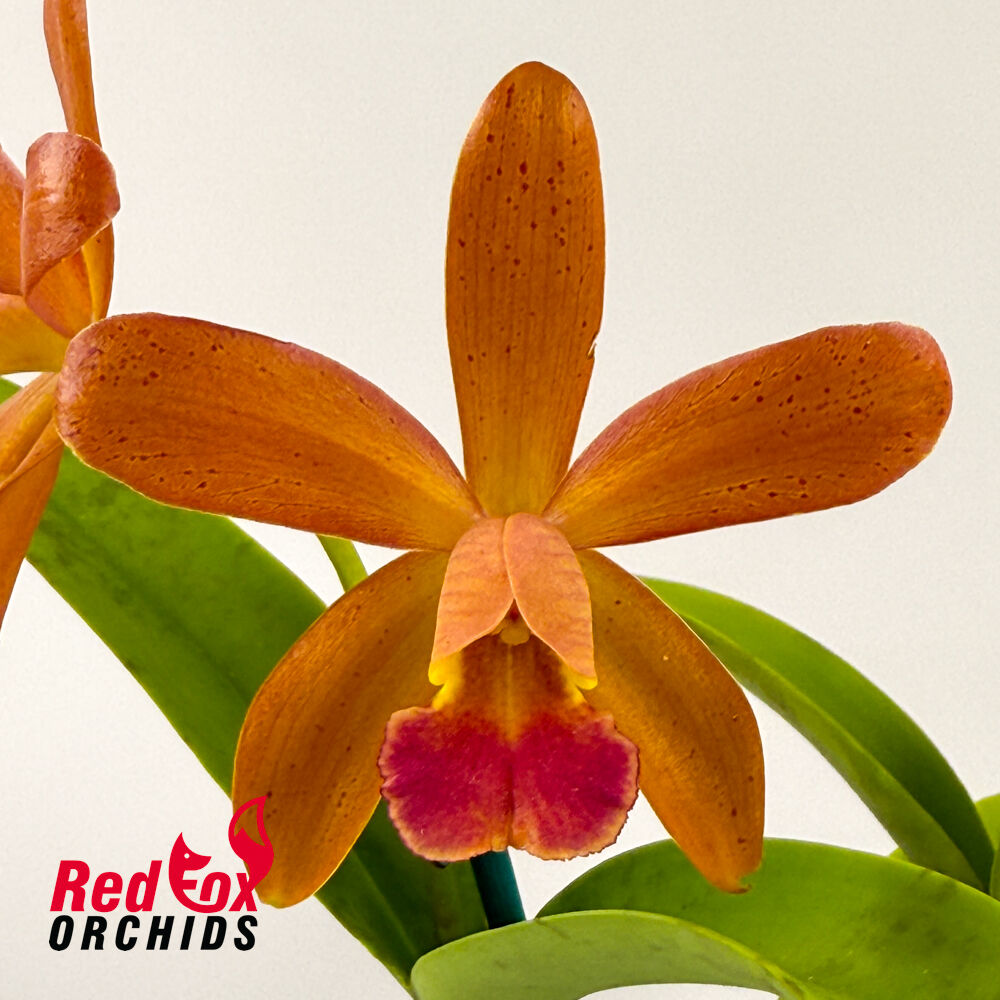 Cattleya Chocolate Drop 'Garcia' (4n) x Sophrolaeliocattleya Jungle Hotspot