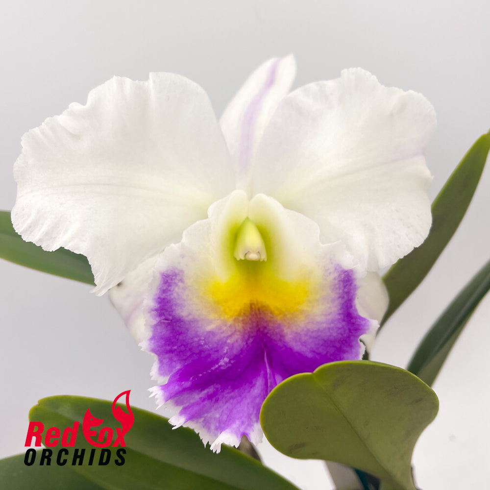 Brassolaeliocattleya California Girl 'Orchid Library' x Mem. Anna Balmores 'Convex'