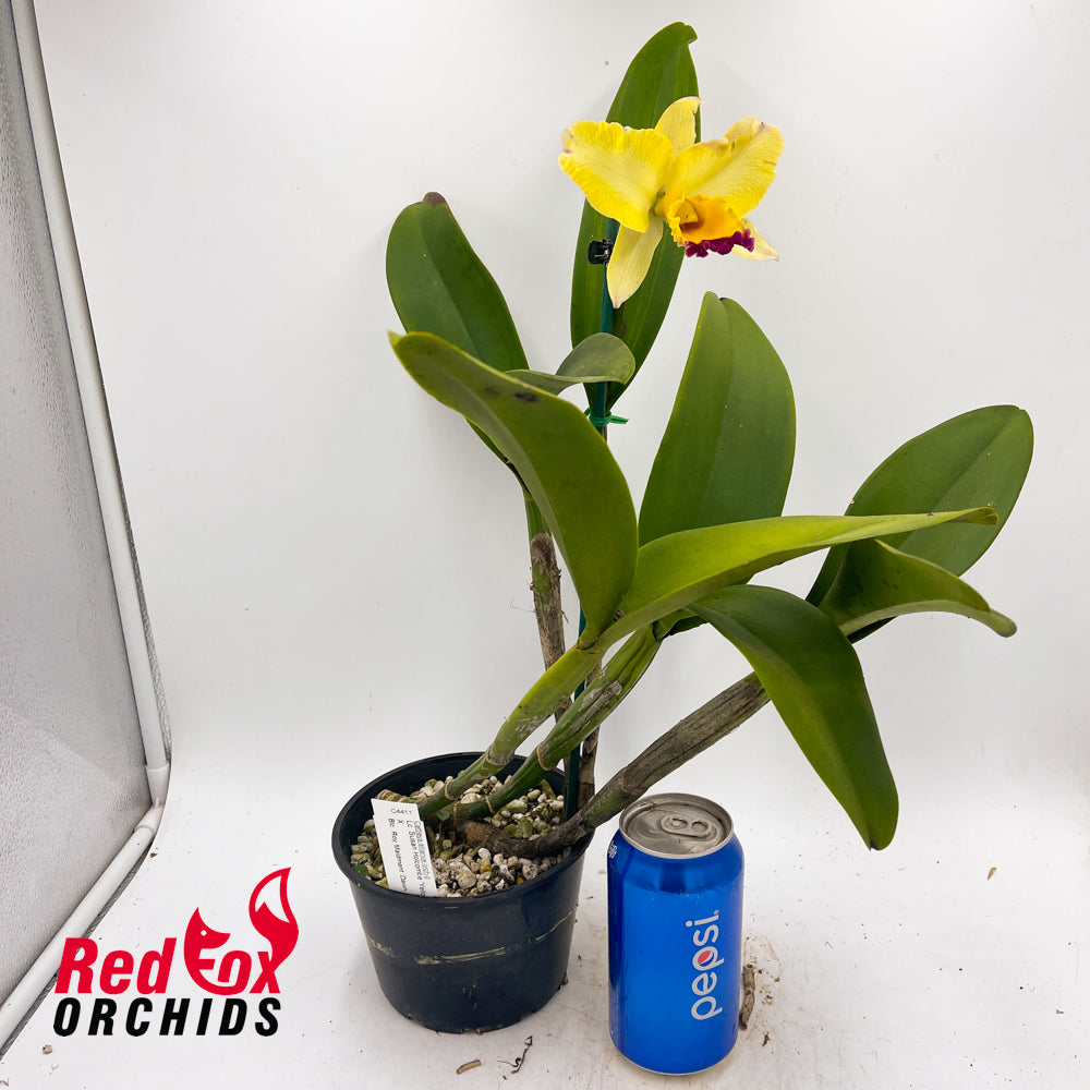 Laeliocattleya Susan Holcombe 'Yellow & Red' X Blc. Roy Maidment 'Dawn Lights'
