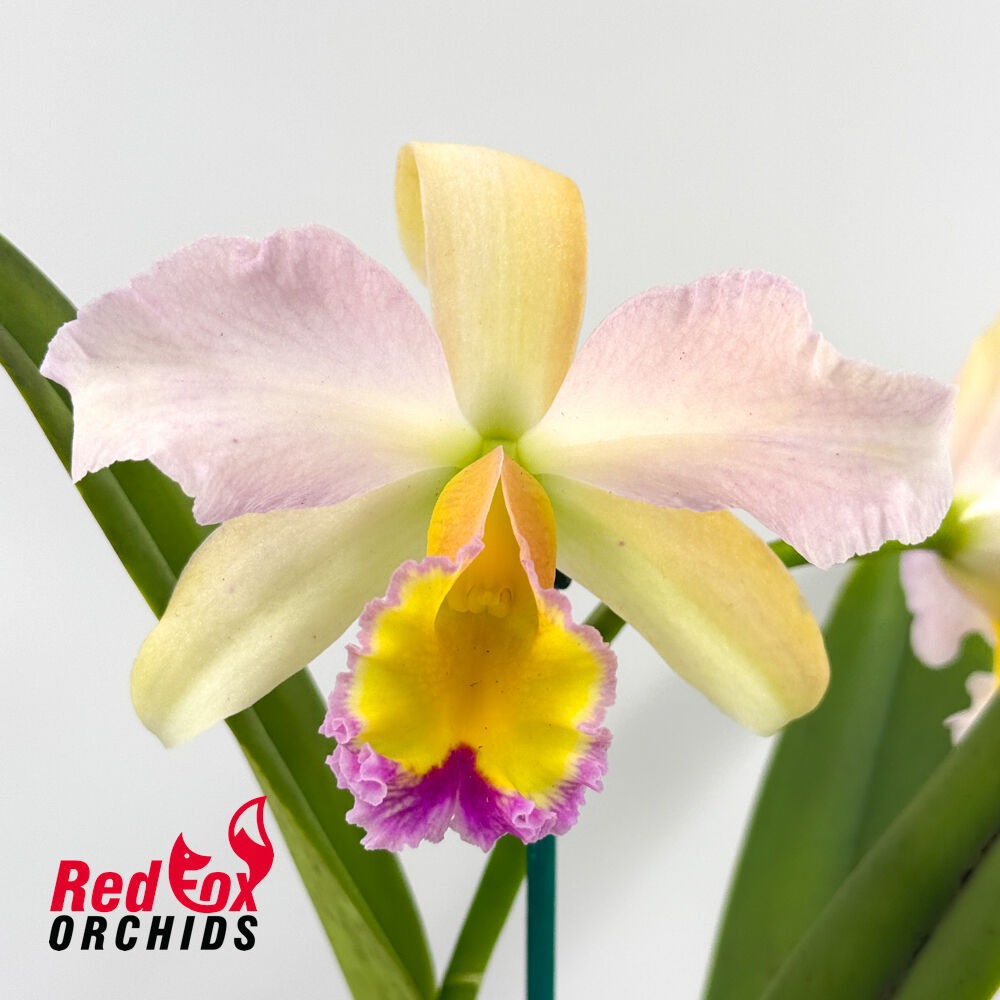 Brassolaeliocattleya Topaz Love 'White, Yellow Splash' X Blc. George King 'Southern Cross'