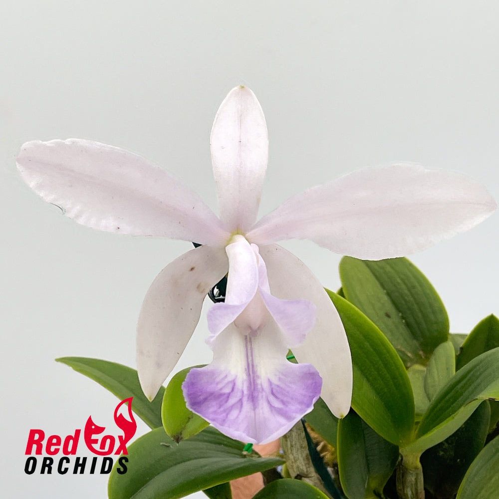 Cattleya intermedia fma. aquinii-coerulea 'Big Blue' X Lc. Moonlight Dream