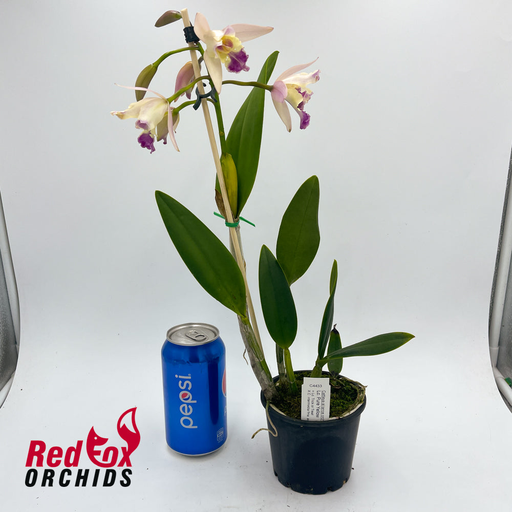 Laeliocattleya Pure Yellow