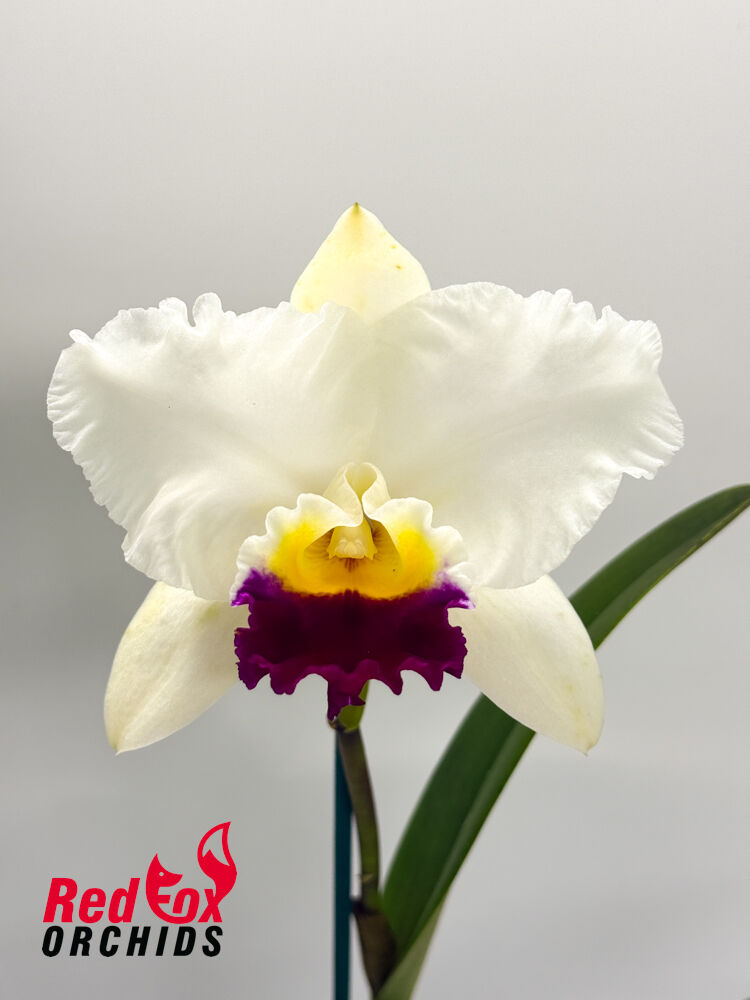 Laeliocattleya Melody Fair 'Carol' X Blc.(Horace X Love Sound)