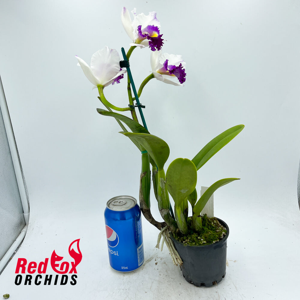 Laeliocattleya (Shirayukihime X Orglade's Glow) X Blc. Burdekin News