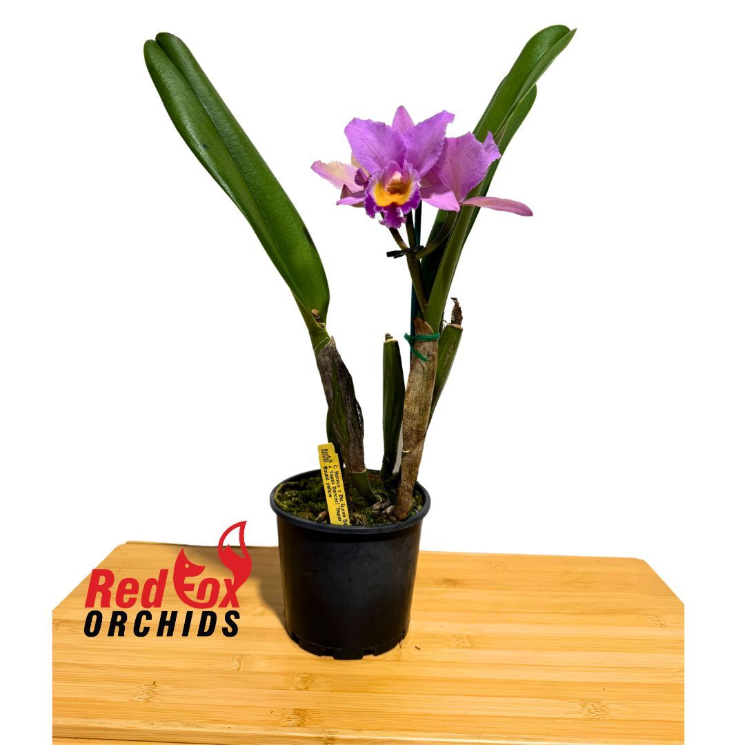 Cattleya Horace x Brassolaeliocattleya (Love Sound x Topaz Dancer)