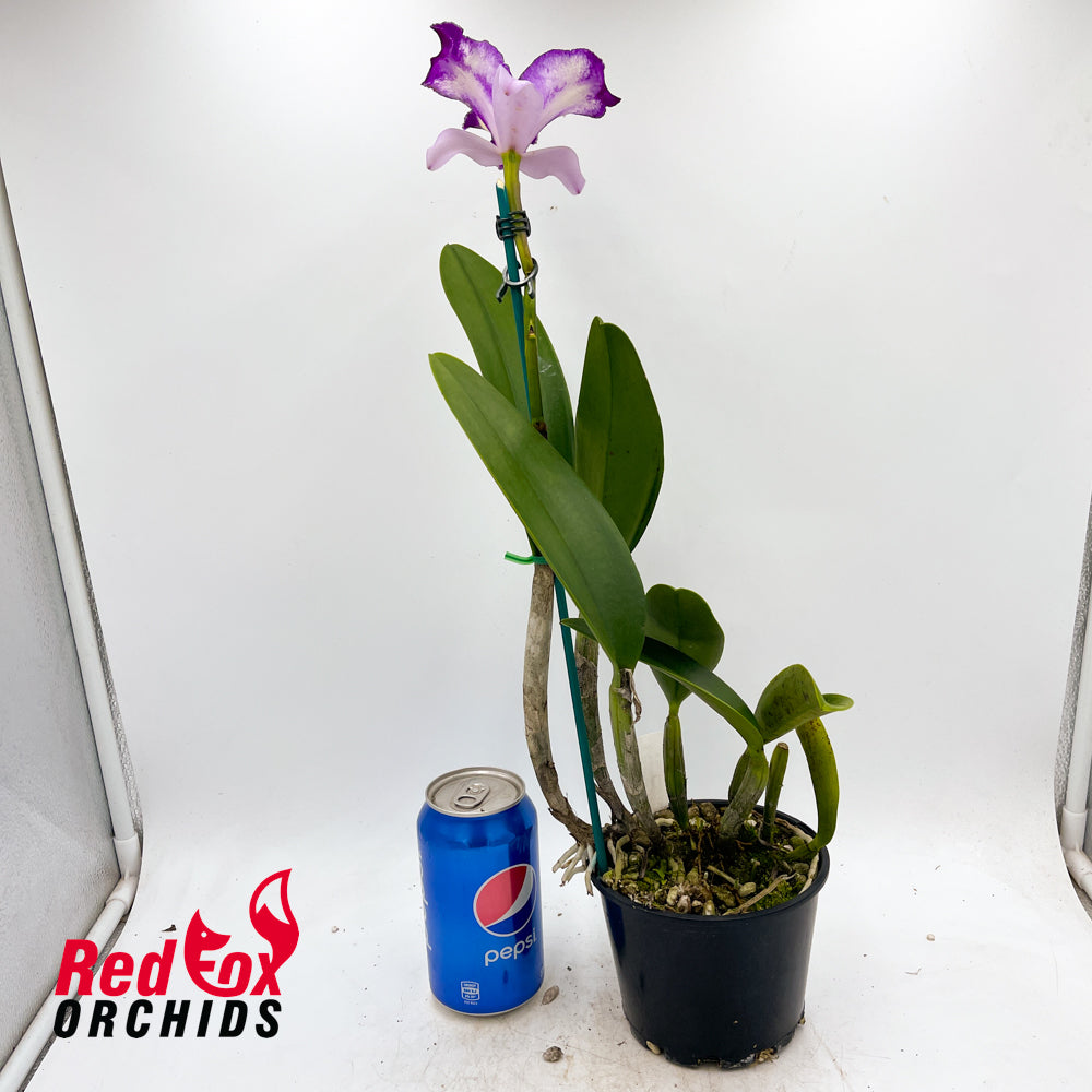 Laeliocattleya (Angel Heart X loddigesii) X Blc. Tsutung Beauty 'C.S.'