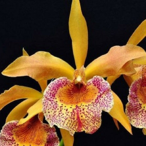 Brassocattleya Keowee 'Vi Galaxy'