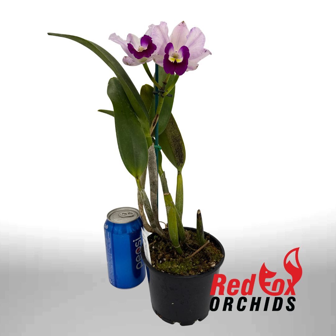 Brassolaeliocattleya Topaz Love X Blc. Burdekin Snowdrift