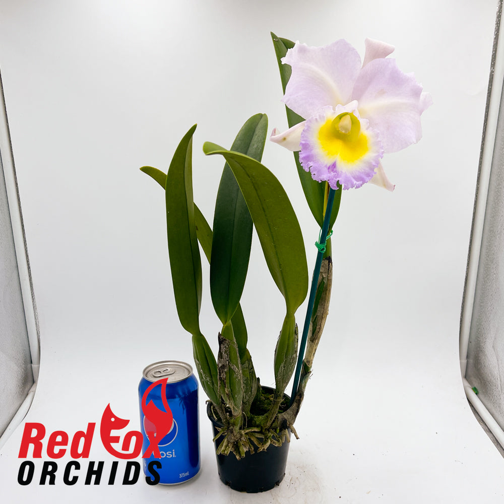 Rhyncholaeliocattleya Hawaiian Jubilee