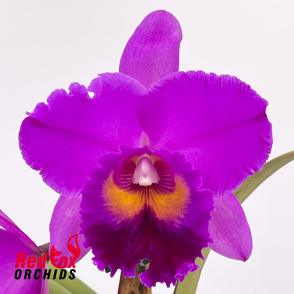 Brassolaeliocattleya Canyon Dusk x Potinara Hisinying Pink Doll 'Hsinying'