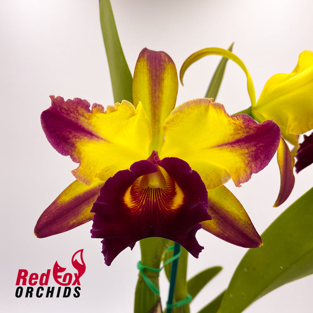 Rhyncholaeliocattleya Hans Kunning