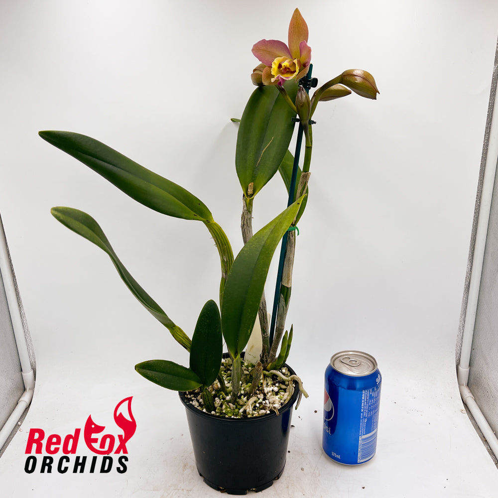 Potinara Deception Variable X Pot. (Burana Beauty X Deception Drop)