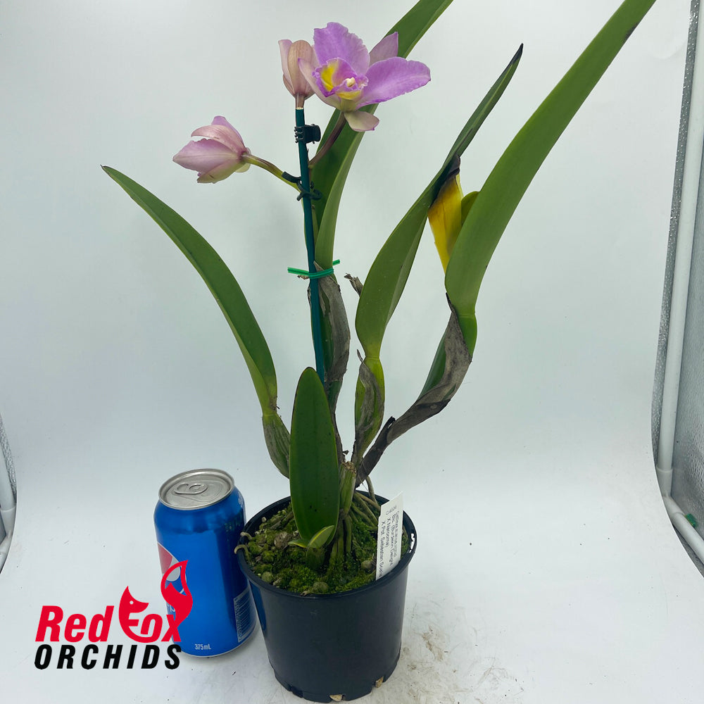 Brassolaeliocattleya (Burdekin Delight X Narooma) 'Round Tall' X Pot. Sebastian Scalia 'Ruby'
