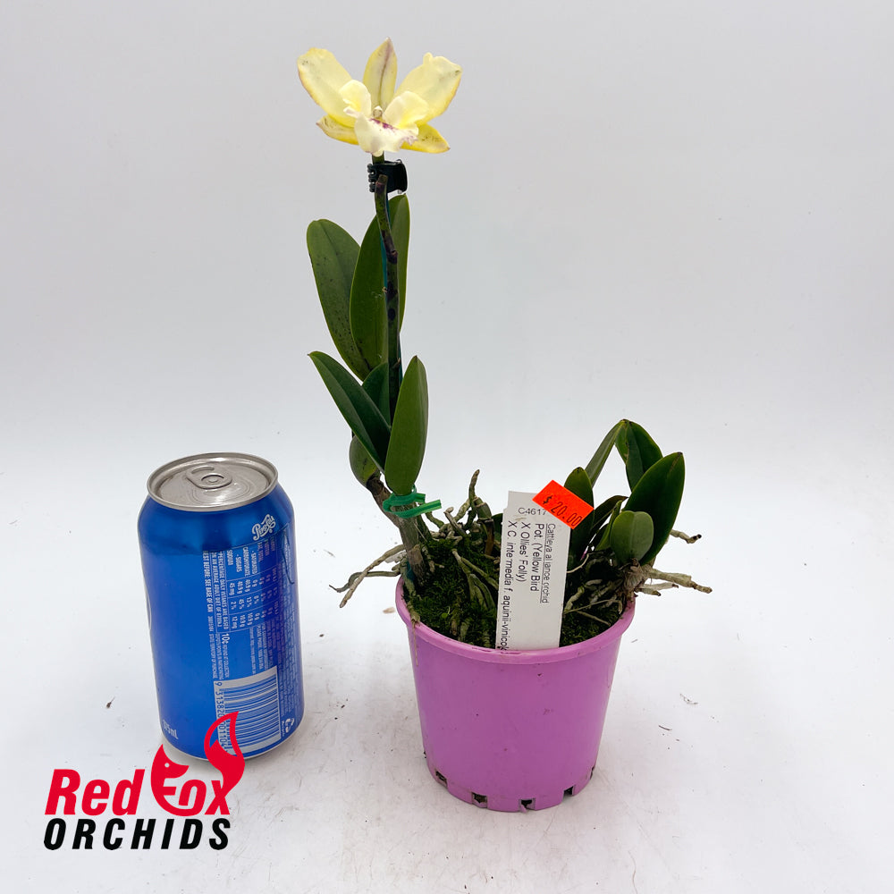 Potinara (Yellow Bird x Ollies' Folly) x Cattleya intermedia f. aquinii-vinicolor