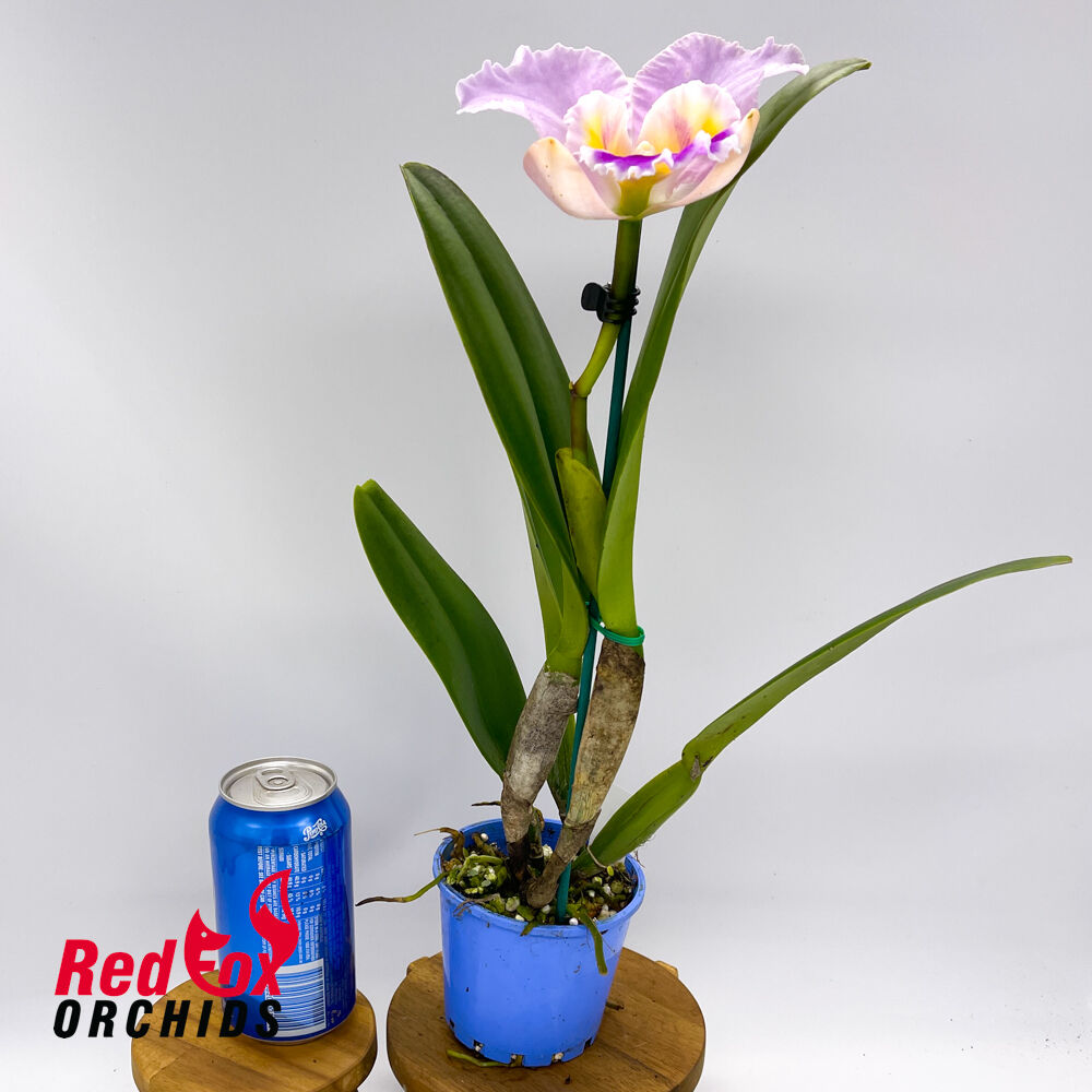 Brassolaeliocattleya California Girl X Blc. (Momilani Rainbow X (Mildred Rives X Burdekin Bells))