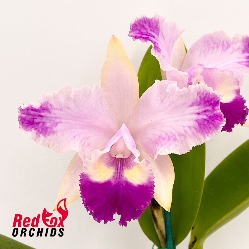 Brassolaeliocattleya Topaz Dancer 'Coral' X C. intermedia f. aquinii-vinicolor
