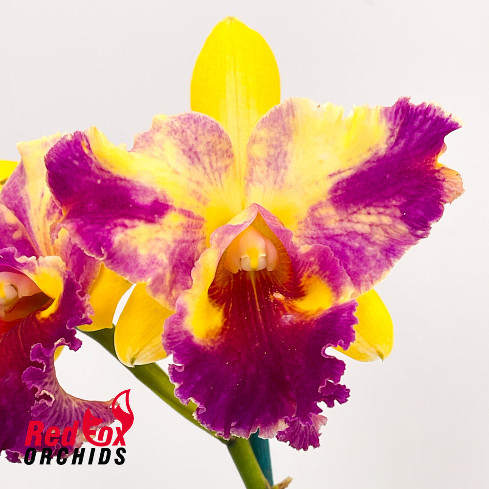 Brassolaeliocattleya Chan Hsiu Gold 'Fuji' x Potinara Shin Shiang Diamond 'Orchis'