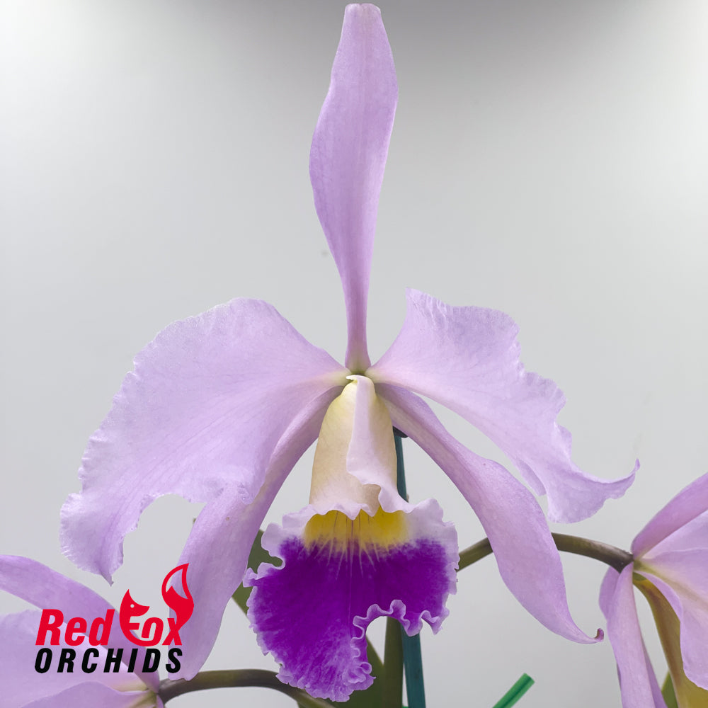 Cattleya Horace X Blc. Chunyeah 'Tzeng-Wen'