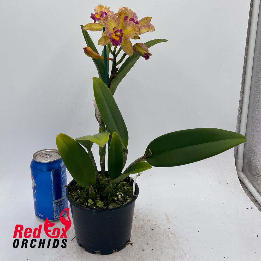 Cattlianthe Topaz Saucy X Rlc. Princely