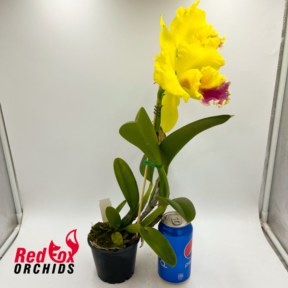 Brassolaeliocattleya Arom Gold X Blc. Ann-Marie Hudson 'Golden Crown'