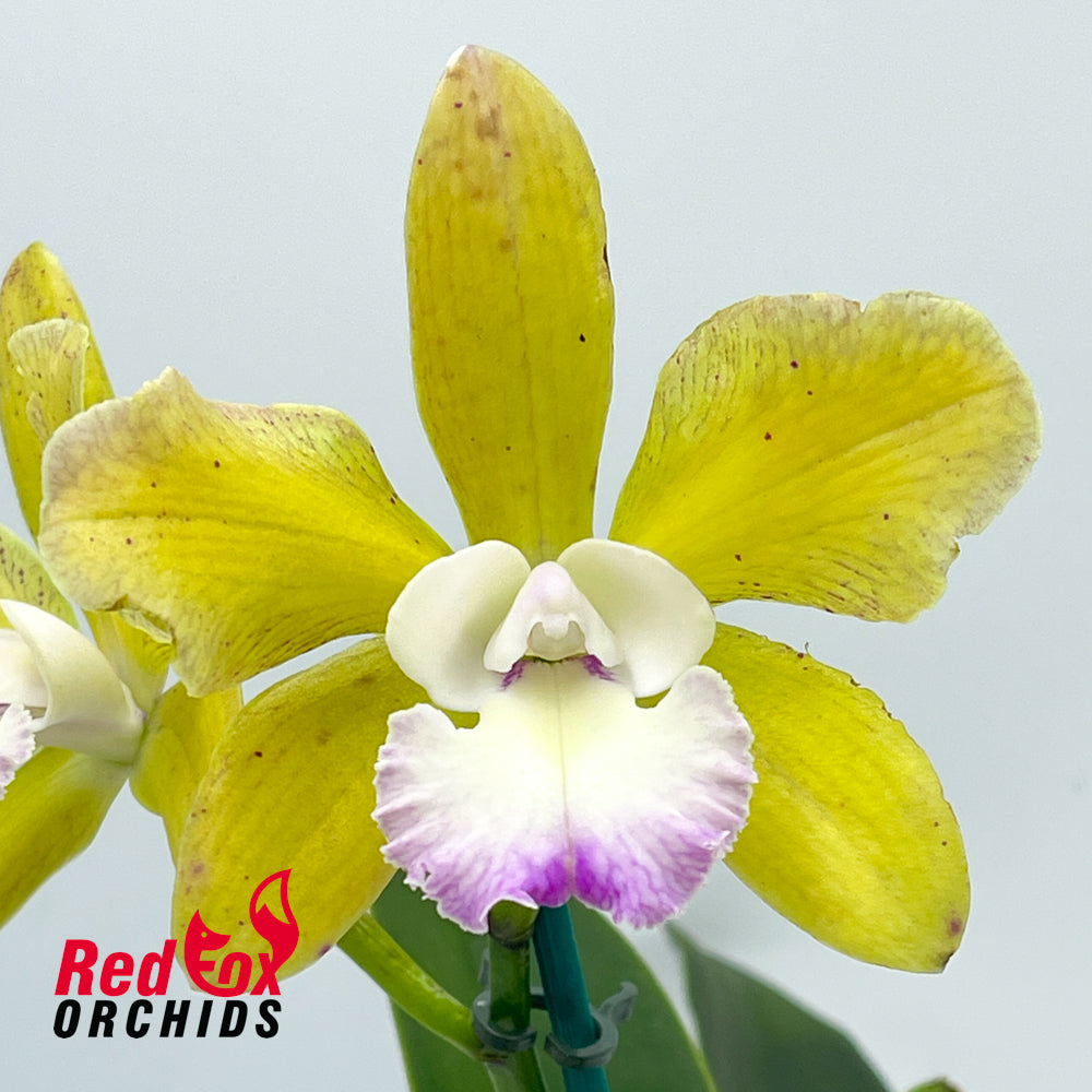 Sophrolaeliocattleya Elisabeth Calov x Brassolaeliocattleya Topaz Sublime 'Tall Icy'