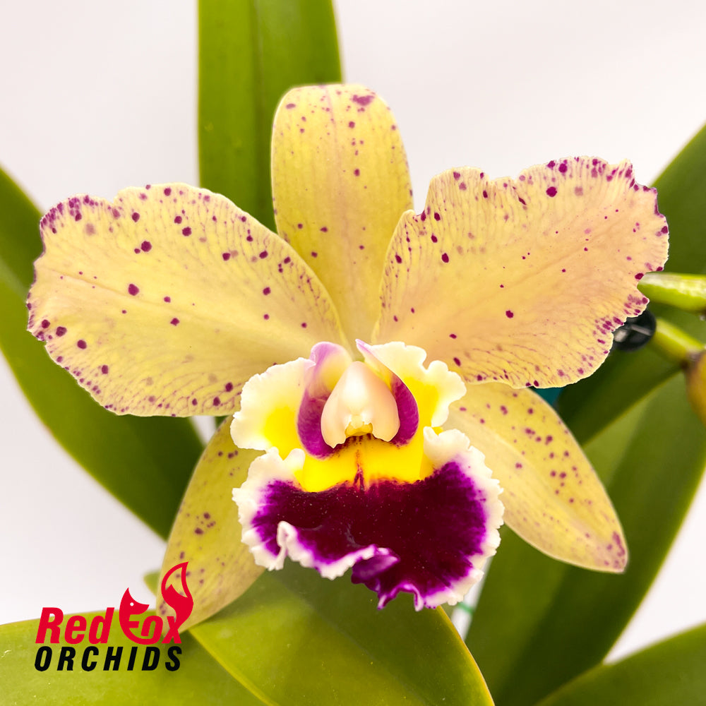 Brassolaeliocattleya Deception Kokoda (VG) 'Big & Spots' X Pot. Deception Bingo 'Big Full Apricot & Spots'