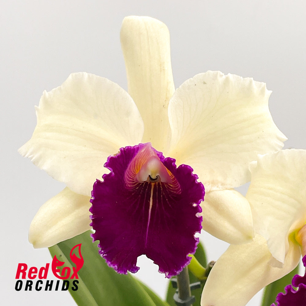 Brassolaeliocattleya (Mari's Song X Glenn Maidment) X Blc. Lovely Toshie 'H&R'