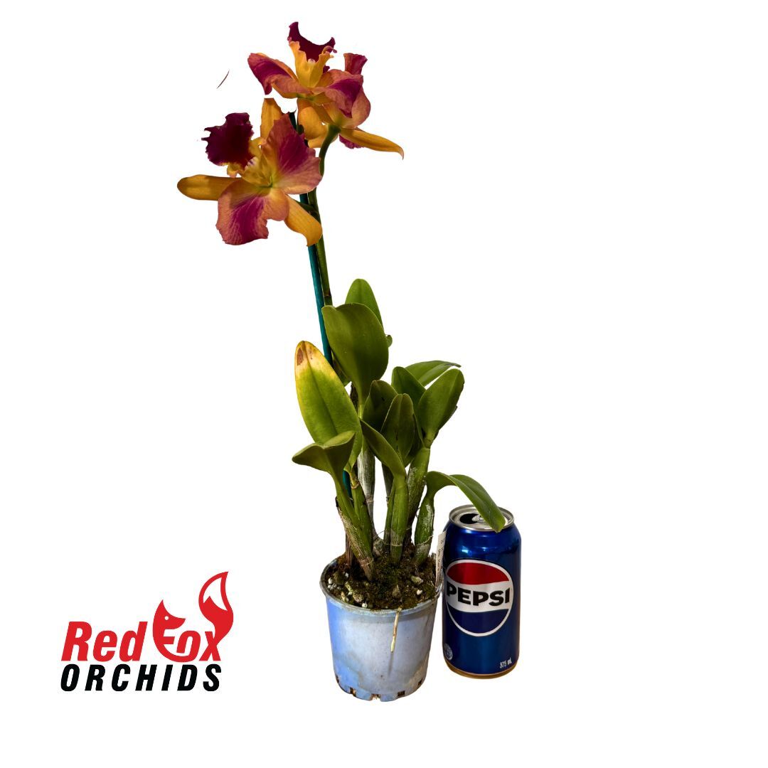 Potinara Qing Ming Beauty x Brassolaeliocattleya Kei's Love Sound