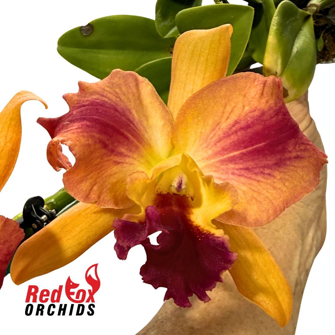 Potinara Qing Ming Beauty x Brassolaeliocattleya Kei's Love Sound