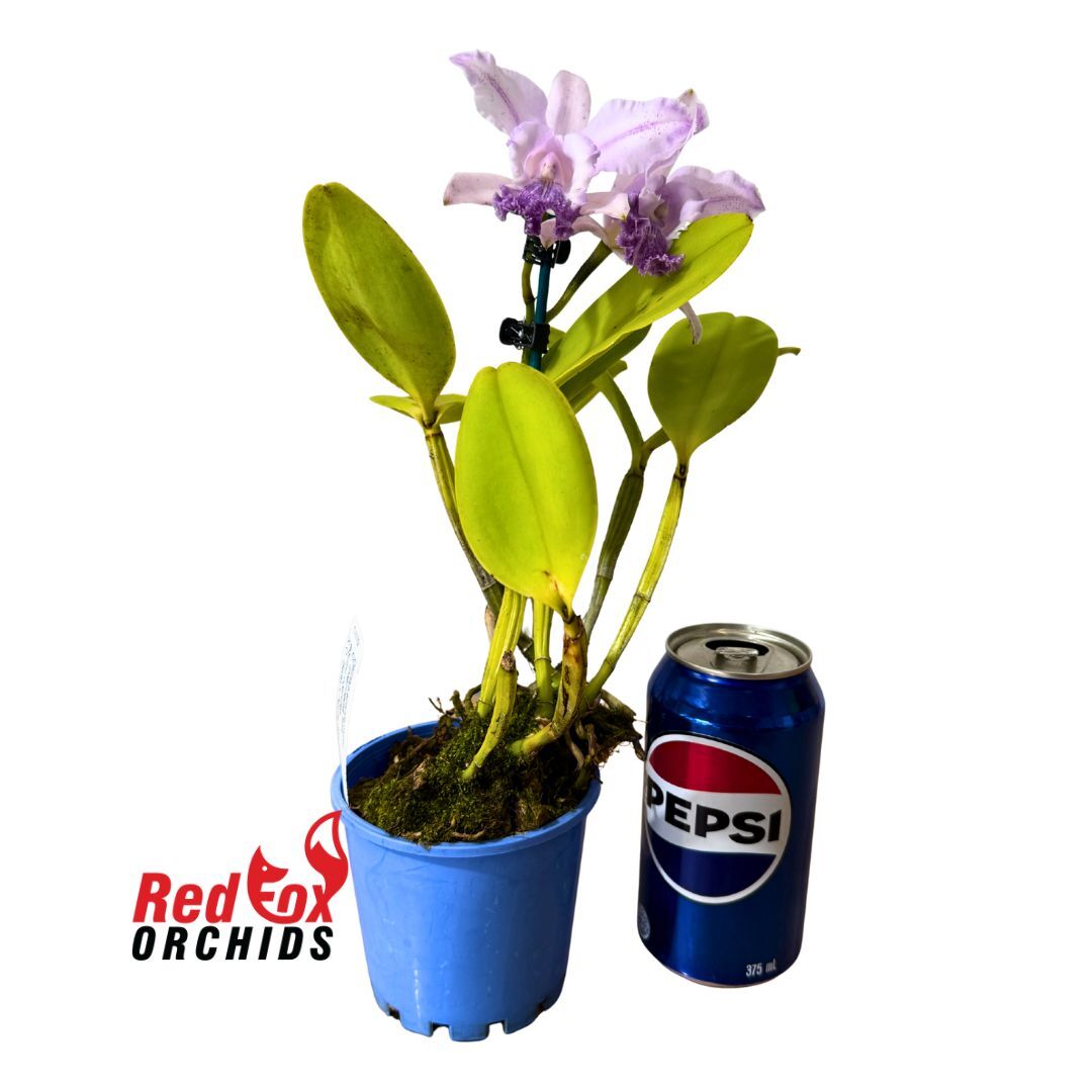 Cattleya intermedia fma. aquinii coerulea x Betsy's Azure Sea