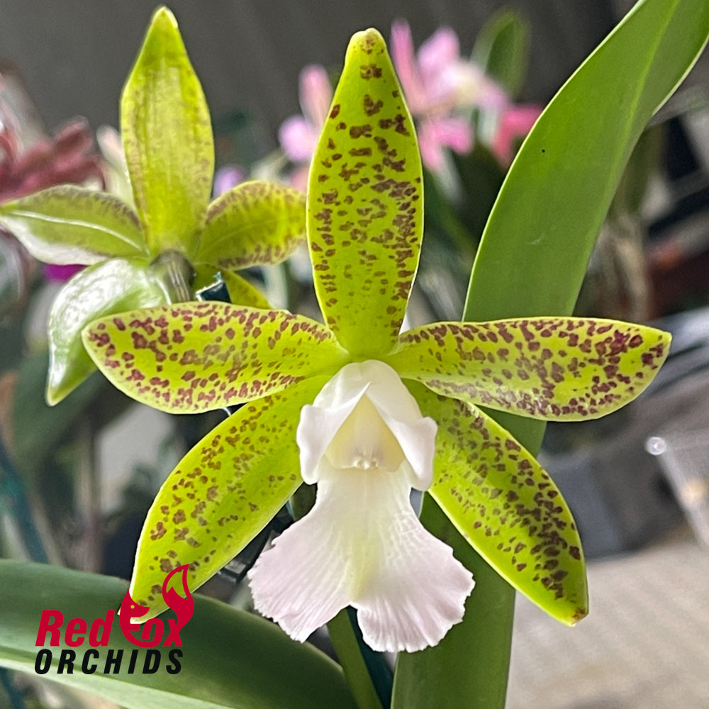 Epicattleya Natura